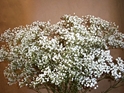 BOX OF 13 BUNCHES OF MILLION STAR BABYS BREATH- THIS SPECIALLY PRICED BOX IS FOR SPECIAL INTERNET ONLY PURCHASE! Babys Breath, Wedding Flowers, Cheap Wedding Flowers, DIY wedding Flowers