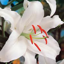 Flowers - LILY- WHITE STAR GAZER 10 STEM #