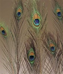 PEACOCK FEATHERS 10/BAG 