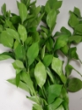 RUSCUS-FLORIDA 10 STEMS 