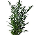 RUSCUS-ITALIAN 200 GRAMS 