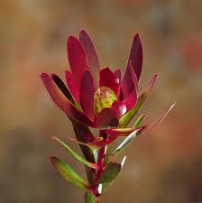 SAFARI SUNSET GROWER BUNCH 