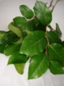 SALAL GROWER BUNCH 