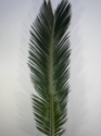 SEGO PALMS PER 5 STEM BUNCH 
