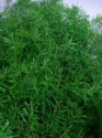 SPRINGERII GROWER BUNCH 