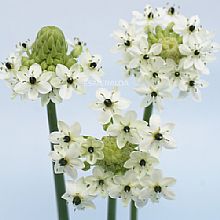 Flowers - STAR OF BETH-HYBRID 10 STEMS