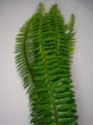 SWORD FERN 10 STEMS 