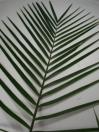 TEE PEE 20 STEMS 