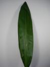 TI-LEAVES 10 STEMS 
