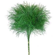 TREE FERN 20 STEM 