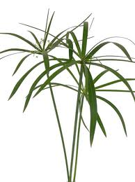 UMBRELLA PALM 10 STEM 
