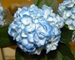 BOX OF 30 LIGHT BLUE HYDRANGEAS- THIS SPECIALLY PRICED BOX  IS FOR SPECIAL INTERNET ONLY PURCHASE! 