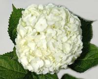 BOX OF 30 WHITE HYDRANGEAS- THIS SPECIALLY PRICED BOX  IS FOR SPECIAL INTERNET ONLY PURCHASE! 