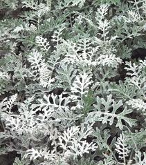 DUSTY MILLER (LACY LEAF)-GROWERS BUNCH 