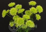 ATHOS GREEN POMPON GROWER BUNCH 