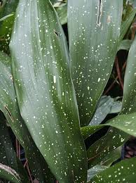 anthurium clarinervium flower Anthurium Clarinervium | Giant Laceleaf Indoor Plant