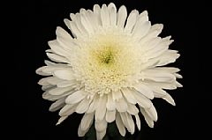 CREMONE-WHITE 10 STEMS 