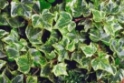 IVY-VARIAGATED GROWER BUNCH 