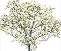 LIMONIUM-WHITE GROWER BNCH 