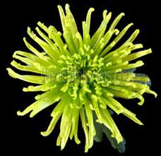 SPIDER MUM-GREEN 10 STEMS 