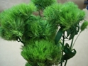 DIANTHUS GREEN TRICK 10 STEMS 